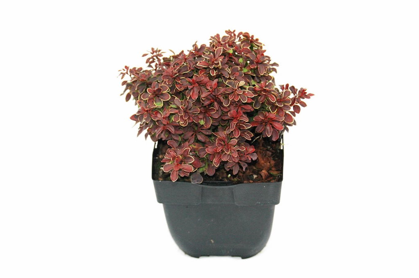 Berberis thunb. 'Admiration' - C2